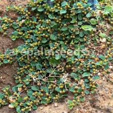 Image result for Alternanthera pungens