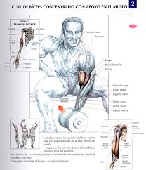 Ejercicio sets/reps sentadilla búlgara (enfocada a cuádriceps) 1x15/1x12/1x10/1x8 (1 min y medio descanso) hip thrust con mancuerna/puentes con. Rutina De Ejercicios Para Hacer En Casa Con Mancuernas En Taringa