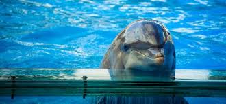 Phuket S Proposed Nemo Dolphinarium Creating Controversy Dolphins Ocean Conservation Marine Conservation