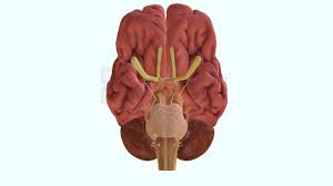 cranial nerves 3d model by anajd anajd 3e4face