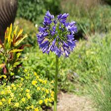 Image result for Agapanthus praecox