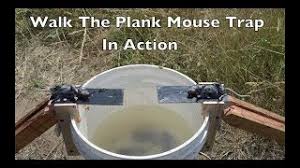 By david on december 30, 2016 in pest control. How To Make Best Homemade Rat Trap To Get Rid Of Nasty Rodents