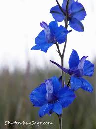 Find over 100+ of the best free blue flower images. Dark Blue Flower Shutterbugsage Com