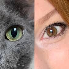 Usually, the inner color appea My Cat And I Both Have Central Heterochromia But In Different Color Combinations Mildlyinteresting