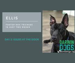 Train Your Dog To Greet Guests Dog Training Foster Dog Your Dog