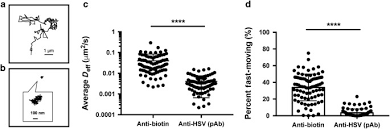 My husbands herpes 1 and 2 test came back high 42.1 high is what the lab report says it is for 1 and 2 after that is a result foe 2 which is<0.9 what does this mean how. Herpes Simplex Virus Binding Igg Traps Hsv In Human Cervicovaginal Mucus Across The Menstrual Cycle And Diverse Vaginal Microbial Composition Mucosal Immunology