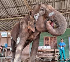 Mae Mai knows that she is being help and treat. So she is ...