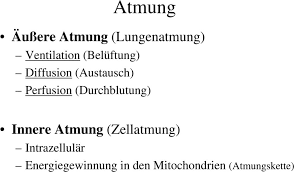 Aufgaben Der Atmung Lunge Pdf Kostenfreier Download