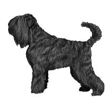 The black russian terrier was created in russia during the late 1940s and early 1950s by selective interbreeding of several breeds, including the different colored eyes. Black Russian Terrier Pedigree Breeds Dogwellnet