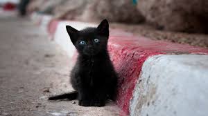 En Guzel Kedi Resimleri Windows 10 Wallpapers Rooteto Kara Kedi Kedi Komik Hayvanlar
