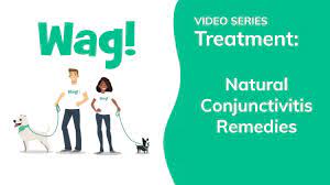 Natural Conjunctivitis Remedies In Dogs Conditions Treated Procedure Efficacy Recovery Cost Considerations Prevention