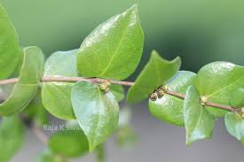 Image result for Canthium oligocarpum