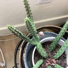Image result for Huernia verekeri