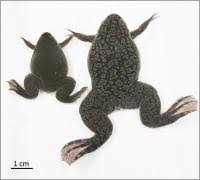 Image result for Diplolophium africanum