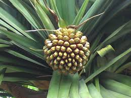 The trunk is rounded and the tree itself can reach a maximum size of between 50 and 65 feet vertically and 2 to. Pandanus Utilis Wikipedia