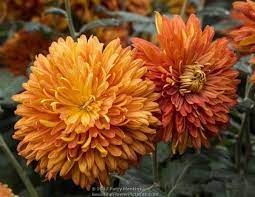 A Few More Chrysanthemums Chrysanthemum Beautiful Flowers Flower Garden