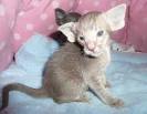 Oriental Kittens for Sale - Adoptapet