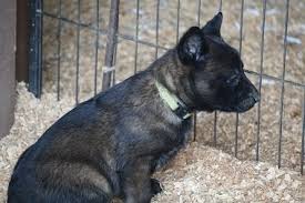 Miklin Kennels Arracks Home Laser X Miklins Boo Puppies Facebook