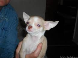 They have simply put puppy pads down which she doesn't always hit. 79 Long Haired Chihuahua Rescue Illinois L2sanpiero