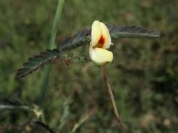 Image result for Aeschynomene cristata