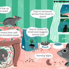 Mouse in bedroom what to do. 12 Common Questions And Answers About Mice In The House