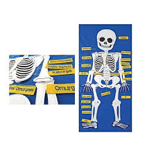 Tıkla, en uygun fiyatlı iskelet modeli seçenekleri ayağına gelsin. Cirtli Iskelet Pano Arc Okul Oncesi Egitim Araclari