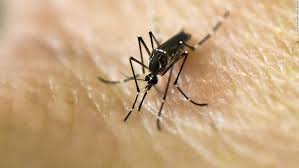 This virus usually circulates between mosquitoes and birds in africa and europe. West Nile Virus Cases Rose In The Us In 2018 Killing 167 People Cnn