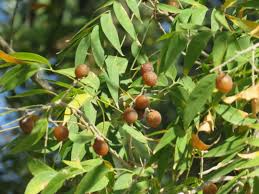 Image result for Sopubia mannii