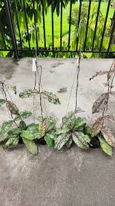 Image result for Vernonia undulata