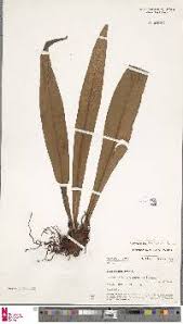 Image result for Loxogramme latifolia