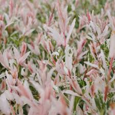 Slender branches are always moving in the breeze. Buy Flamingo Willow Salix Integra Flamingo Pbr Delivery By Waitrose Garden