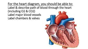 This diagram of the artery wall indicates the smooth muscle, external elastic membrane, endothelium, internal elastic. Cardiovascular System Quick Review Ppt Download