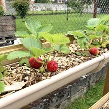 Faites Pousser Vos Fraises Dans Des Gouttieres En 2020 Jardins Avant Gouttieres Potager