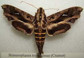 We did not find results for: Daily Insect 40 Hemeroplanes Triptolemus The Snake Mimic Caterpillar Album On Imgur