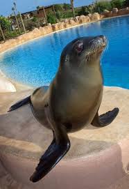 Sea Lion In Aquarium Sea Lion Lions Sea