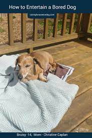 How about making it into a game and really keeping your dog entertained! How To Entertain A Bored Dog Caring For A Senior Dog Bored Dog Senior Dog Dog Activities