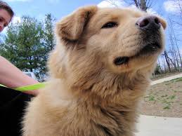 Check spelling or type a new query. Pin By Amy Vaseur On You Re All A Buncha Animals Golden Retriever Golden Retriever Chow Retriever Mix