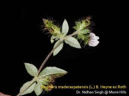 Image result for Rhynchosia procurrens