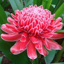 People interested in pokok bunga kantan also searched for. Anak Pokok Bunga Kantan Kebuna Putrajaya