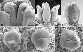 Image result for Lophiocarpus polystachyus