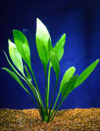 Amazon Sword Plant 20 Inches Tall Planted In Loose Substrate And Supplemented With Iron Fertilize Freshwater Plants Planted Aquarium Tropical Fish Aquarium