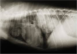 You can spend a lot of money on invasive diagnostic tests like bronchoalveolar lavage … and never really know exactly what the cause is. Presumptive Primary Intrathoracic Mast Cell Tumours In Two Dogs Bmc Veterinary Research Full Text