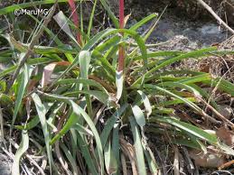 Image result for Senecio pachyrhizus
