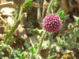 Image result for Commicarpus pedunculosus