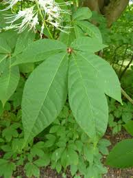 Image result for Hippocratea parviflora