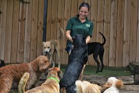 Whether you are needing to board your dog or cat in our luxury suites or just drop off for doggy day camp, we are the perfect pet resort for all your pets' needs. Wag Atlanta Wag Atlanta Pet Resort