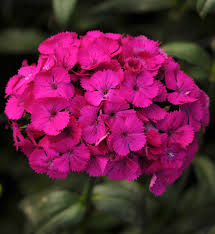 Check spelling or type a new query. Dianthus Barbatus Interspecific Dianthus Barbatus Interspecific Amazon Neon Purple Evanthia