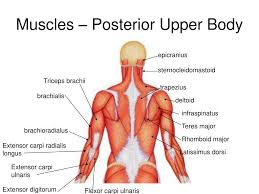Lateral flexion of the lumbar spine (basically helps you elevate the hip to one side Ppt Chap 10 Muscles Powerpoint Presentation Free Download Id 445716