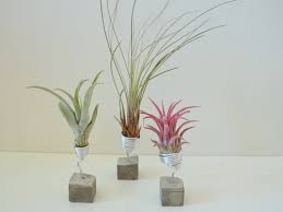 Luftig Tillandsien Auf Beton Hier Ist Kein Gruner Daumen Notig Glass Vase Creative Vase