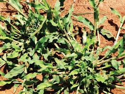 Image result for Urochloa panicoides